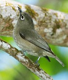 SeychellesWhiteeye(DM).jpg