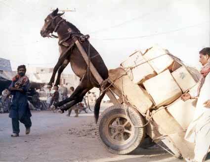 esel Unfall.jpg